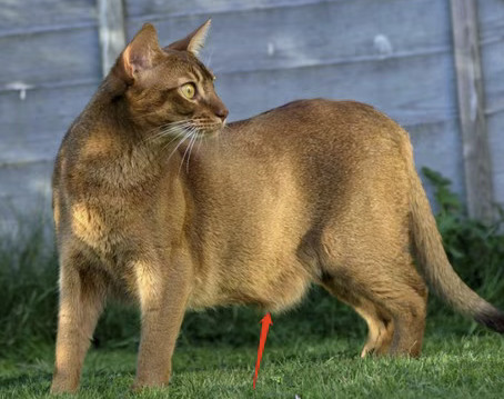猫咪肚子上的肉叫原始袋？猫为什么会长原始袋？